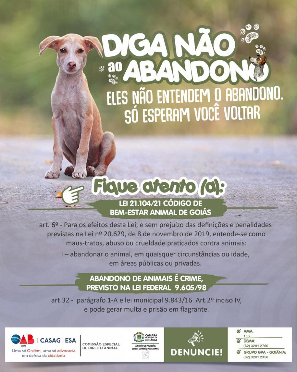 Férias de Julho: Diga não ao abandono de animais - "Eles não entendem o abandono. Só esperam você voltar."